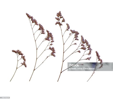 dried caspia flower isolated  white background dried purple limonium