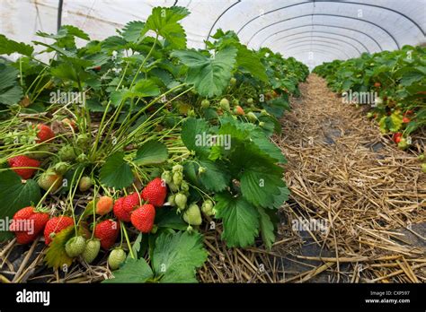 Cultivo de fresa en invernadero fotografías e imágenes de alta