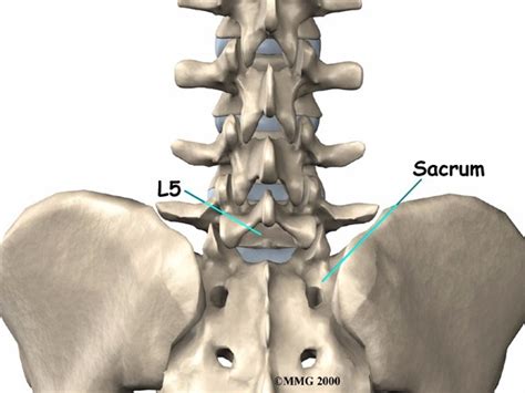 Lumbar Spine and Pelvis | Ergo Solutions