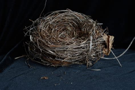 The Empty Nest Syndrome Understanding And Coping With The Emotional