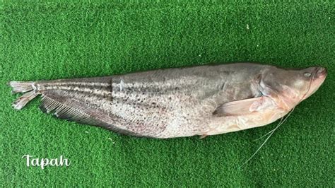 tapah pahang fish