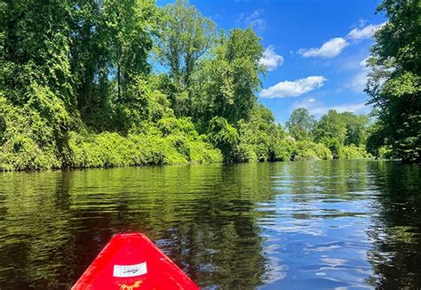 How To Enjoy Dismal Swamp State Park 10 Fun Things To Do