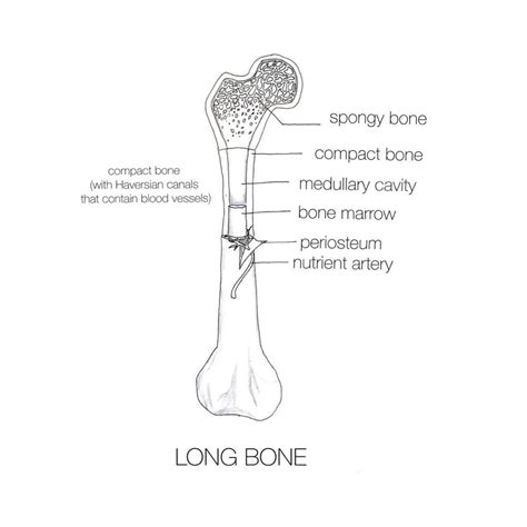 Draw a diagram of a long bone and label the structures, iden | Quizlet