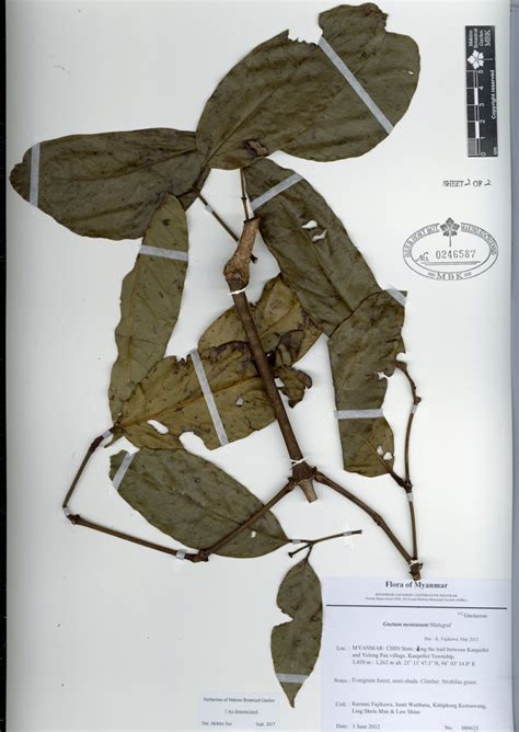 Gnetum Montanum Markgraf Myanmar Vascular Plants Database