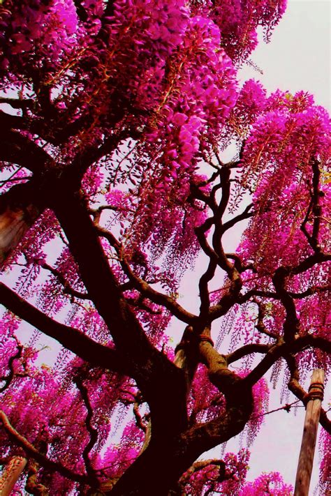 26 Pink Tree Wallpapers WallpaperSafari