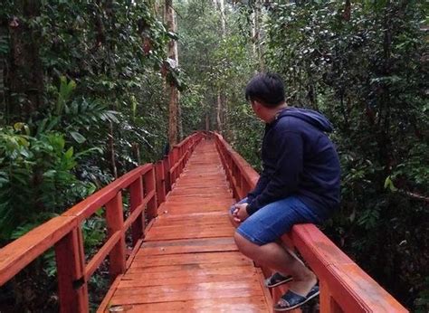 Hutan Pelawan Hadirkan Sejuta Manfaat Kehidupan Di Pulau Bangka