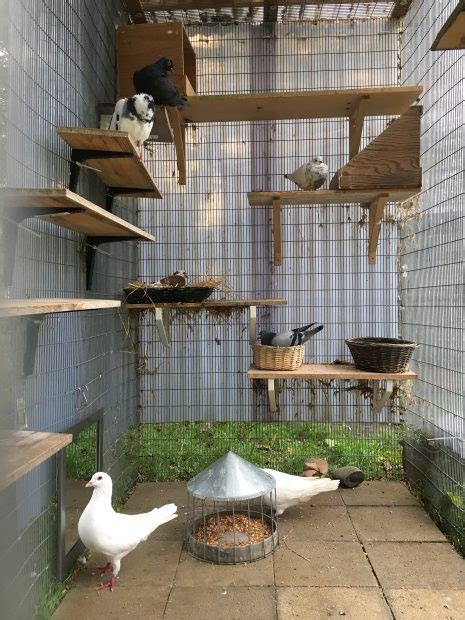 How To Create An Aviary For Rescued Pigeons Or Doves