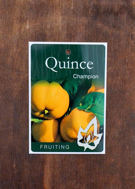 Quince Champion Guildford Garden Centre