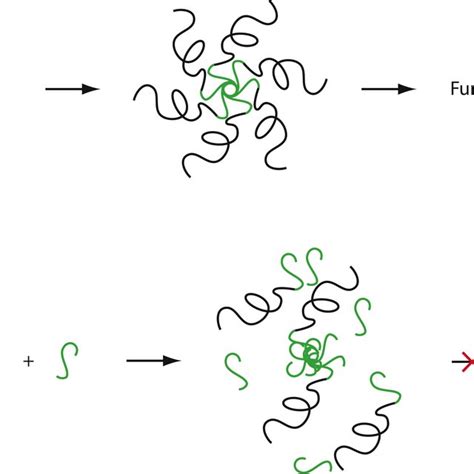 Schematic Representation Of Putative Mechanism Of Action Of A Derived