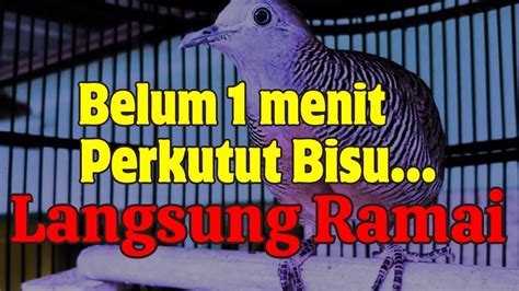 Perkutut Lokal Gacor Suara Besar Suara Istimewa Buat Pancingan Perkutut