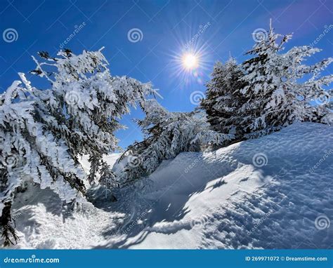 Winter Landscape On Kopaonik Serbia Stock Photo Image Of Piste