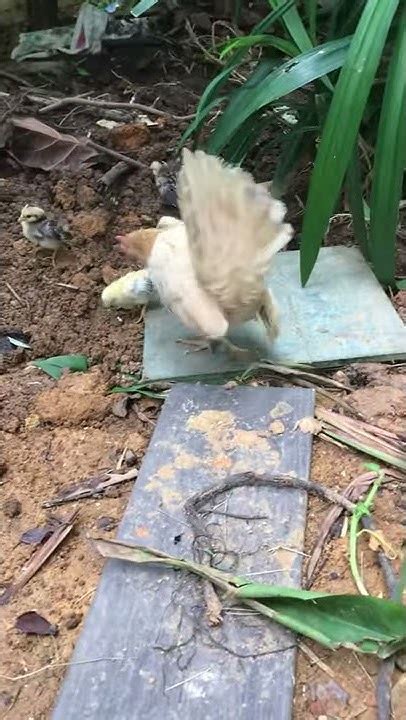 4 Weeks Old Serama Chicks Full Of Excitement Outdoor Youtube