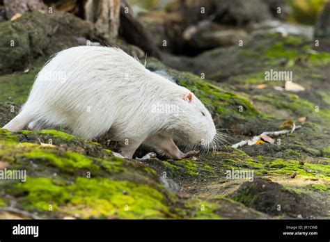 Side View Of A Walking Albino Nutria Myocastor Coypus Alsace France