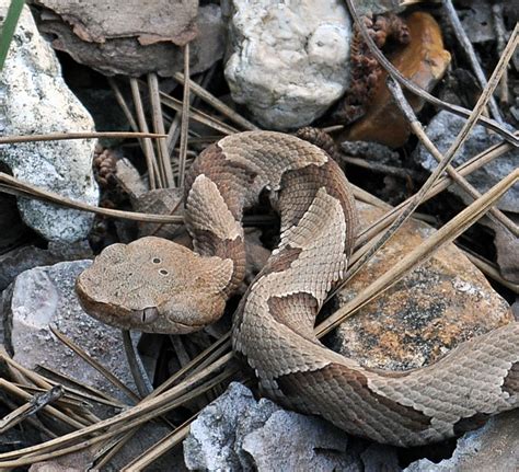 Copperheads And Tails An Ozark Naturalist