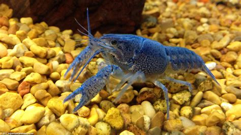 Aquarium Crayfish: Think About A Species Tank - Video