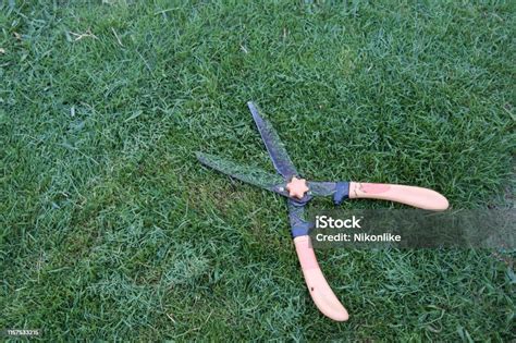 Grass Cutting Scissors On The Grassy Background Stock Photo Download