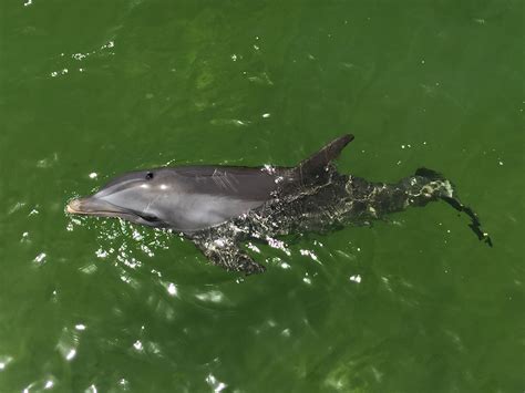 Dolphin At Cayo Santa Maria Cuba Cayo Santa Maria Santa Maria Cuba