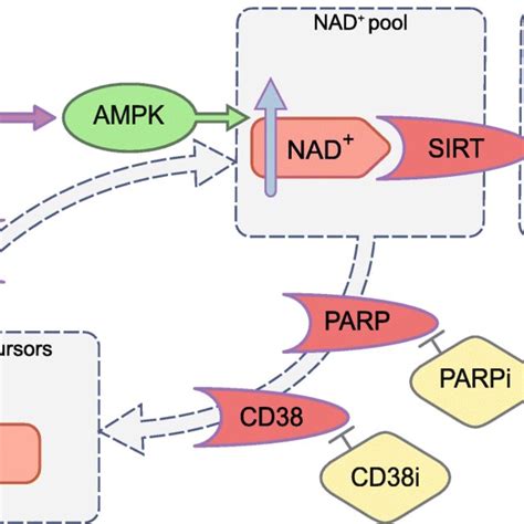 Effect Of Activating The Nad Sirt Axis By Increasing Nad