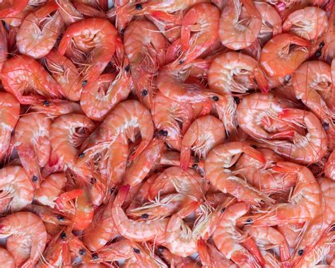 Can Pregnant Women Eat Shrimp And Prawns Find Out Here Pregnancy