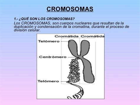 Nucleo Celular Y Cromosomas