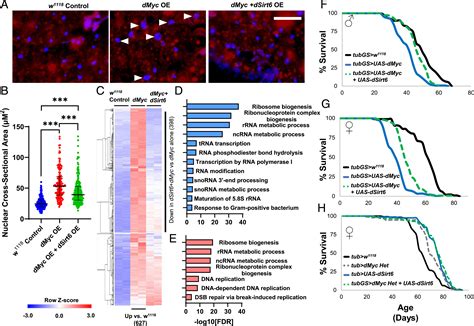 Sirt Regulates Lifespan In Drosophila Melanogaster Pnas