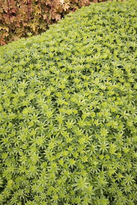 sweet woodruff ground cover 9