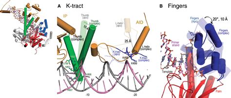 Structural Basis For Processivity And Antiviral Drug Toxicity In Human