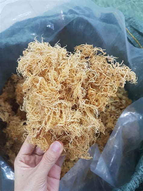 Sea Moss All Natural Ocean Raw Yellow Irish Sea Moss Wild Crafted