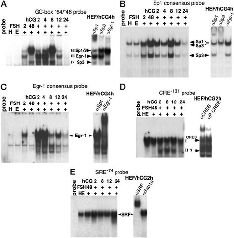 Gonadotropins Regulate Transcription Factor Binding To The 5 Ј