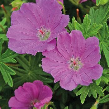 Geranium Pink Penny Cranesbill Garden Center Marketing