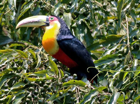 Tucano De Bico Verde Ramphastos Dicolorus Photoaves