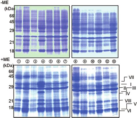 Sds Page Patterns Of The Mucus Proteins Obtained By Saturated Nh