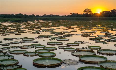 Curiosidades Sobre O Pantanal Que Voc Precisa Conhecer Rede De