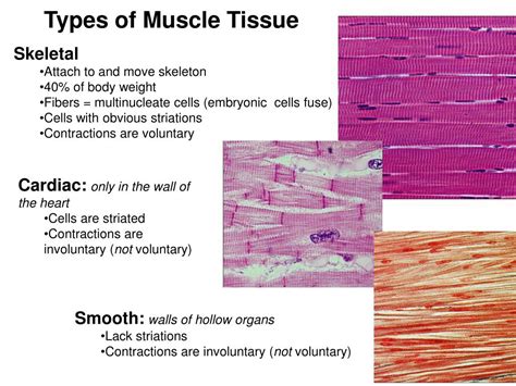 Ppt Muscle Histology Powerpoint Presentation Free Download Id 375617