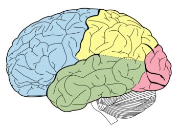 Parts Of The Brain Introduction To Psychology Lindh