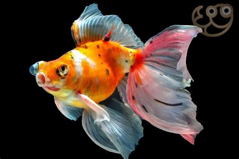 Dragon Eye Goldfish