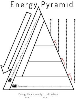 Energy Pyramid Graphic Organizer By Teaching Marshside TPT