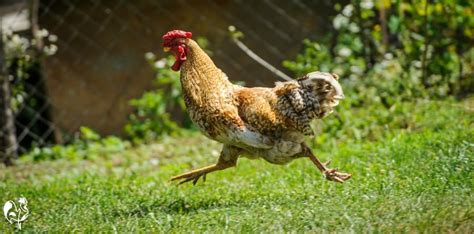 Chicken Runs Does Your Coop Have The Outside Space It Needs