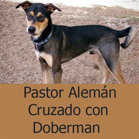 Doberman Cruzado Con Pastor Aleman Estudiar