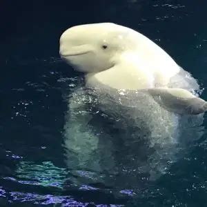 datos de beluga dieta habitat  imagenes en animaliabio