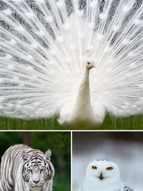 10 Rare Beautiful White Animals : White Tiger, White Peacock, Polar ...