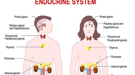 7 Facts About Human Hormones and Their Functions | Mental Floss