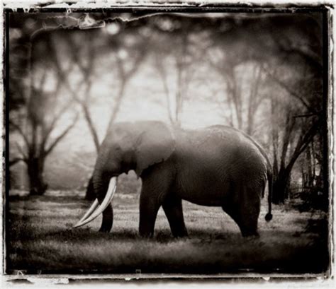 Elephant With Big Tusks Ngorongoro Crater Par Nick Brandt Sur Artnet