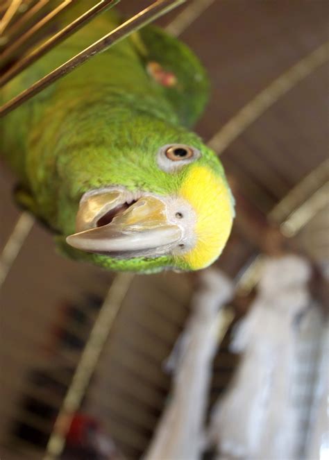 My lovely amazon parrot! | Amazon parrot, Parrot, Parakeet