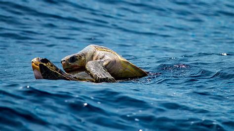 Los beneficios de tener una tortuga en casa Descubre cómo te pueden