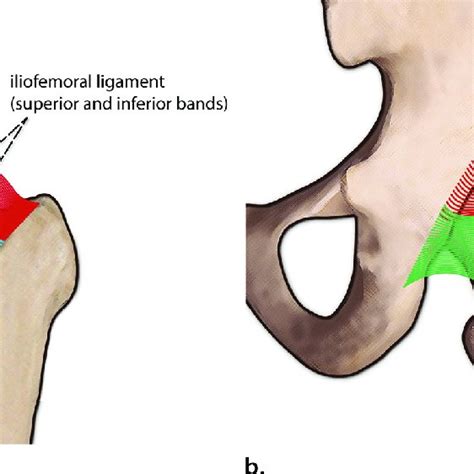 Ligaments Of The Hip A Drawing Of The Anterior Hip Shows The