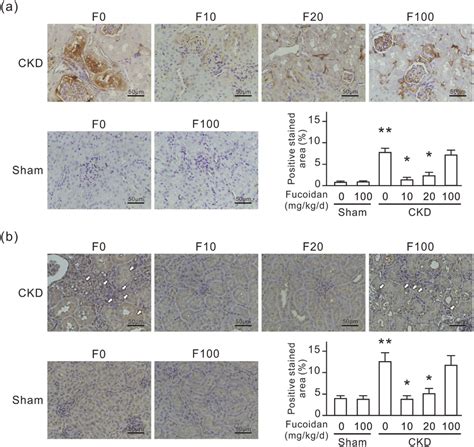 Oligo Fucoidan Reduces The Expression Of Renal Fibronectin And Sma In