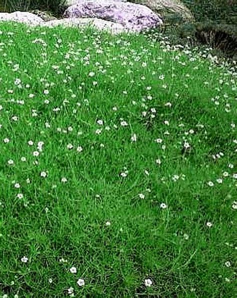 Irish Moss 50 Seeds - Sagina - Perennial - Hirt's Gardens