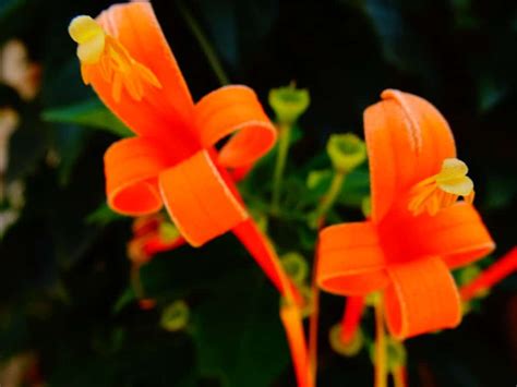 National Flower Of Colombia South America | Best Flower Site