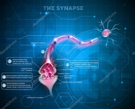 Synapse Detailed Anatomy Stock Vector By Megija